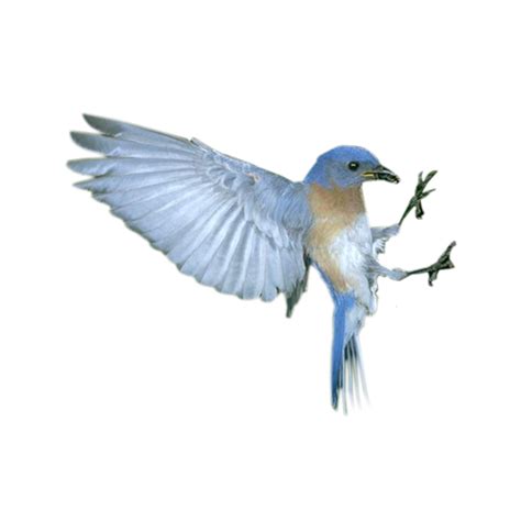 Bird Flight Blue Flying Bird Png Download 510510 Free