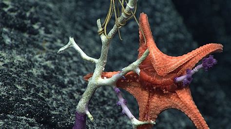 Fascinating Facts About Starfish Outdoor Revival