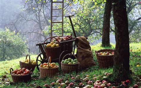 Baskets Apples Orchard Full Hd Wallpapers 1920x1200