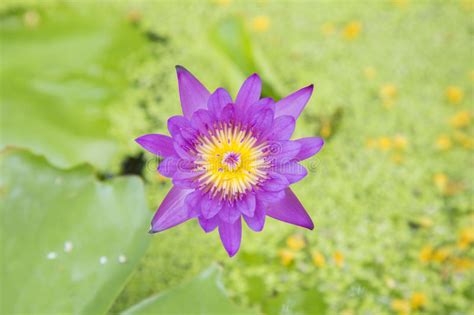 Top View Lotus Bloom On The Water Stock Photo Image Of Gardens