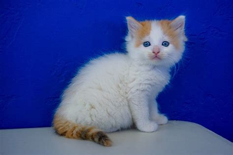 Easily search all of craiglist: Ragdoll Kittens for Sale Near Me | Buy Ragdoll Kitten ...