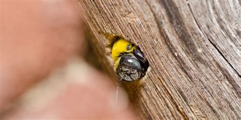 Do Carpenter Bees Sting Heres What You Should Know Learnbees
