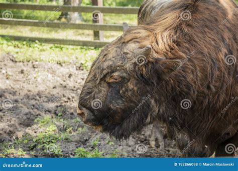 Zubron Hybrid Of Domestic Cattle And European Bison Stock Photo
