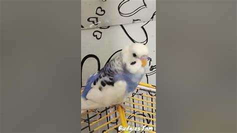 Fluffy Budgie Boo Boo Stretching His Wings♥️😊😍 Shorts Youtubeshorts