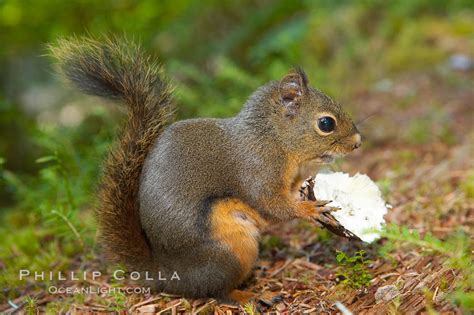Douglas Squirrel Tamiasciurus Douglasii Hoh Rainforest Olympic National Park Washington