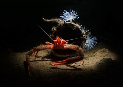 Winners Of Underwater Photographer Of The Year 2019 Nature Ttl