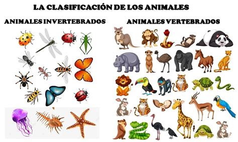La Clasificación De Los Animales