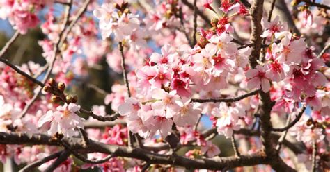 Lets Go 2019 Cherry Blossom Festival In San Francisco