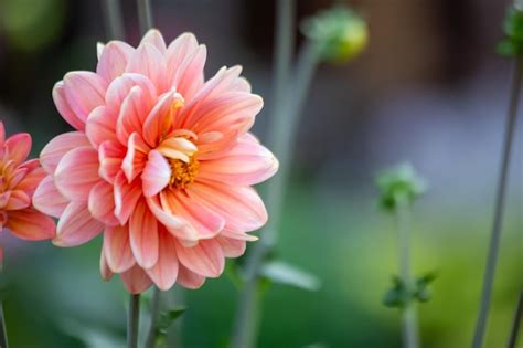 Premium Photo Gorgeous Pink Dahlia Flower Gardening Perennial Flowers