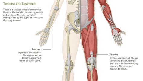 Understanding The Anatomy Of The Musculoskeletal System A D A M Ondemand