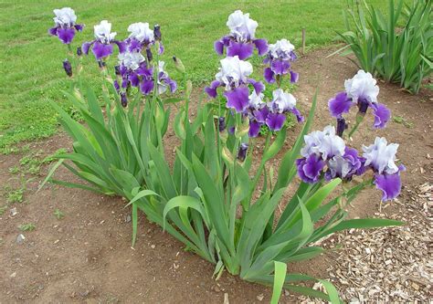 Reveal The Distinctive Iris Flower Meaning Mystargarden