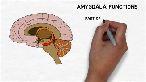 2 Minute Neuroscience Amygdala The Mind Voyager