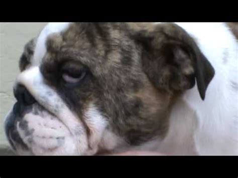 What is cherry eye in dogs? Cherry Eye Surgery on Bulldog | FunnyDog.TV