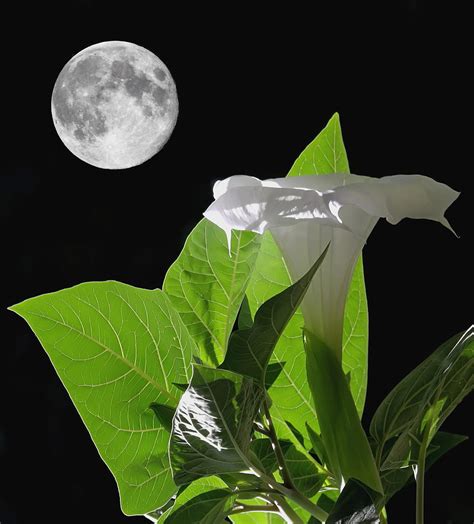 Full Moon Flower Photograph By Angie Vogel Fine Art America
