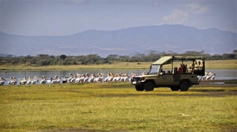 4 Days Masai Mara And Nakuru 4×4 Private Camping Safari 7 Pax Kenya Tours