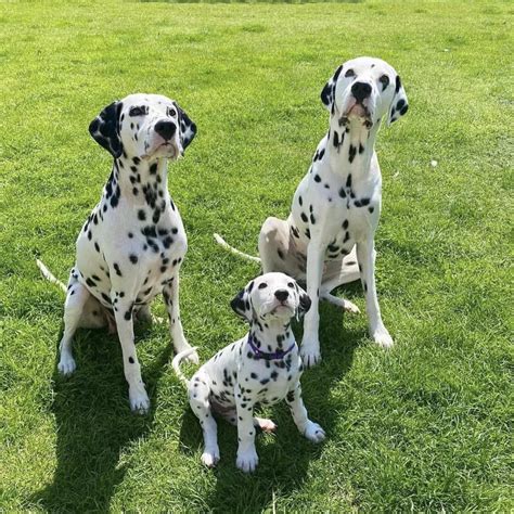 Dalmatian Puppies For Sale Near Me Kansas City Mo