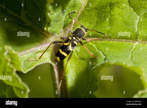 Wasp Beetle Clytus Arietis Adult Resting On Leaf Dorset England June
