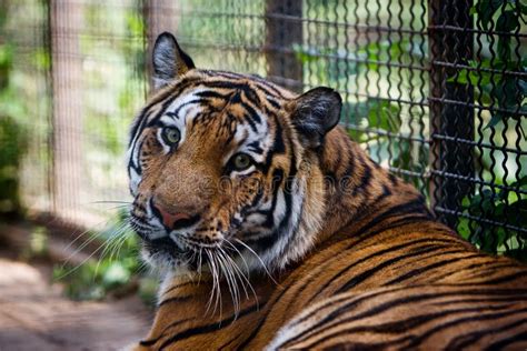 Bengal Tiger In Captivity Stock Image Image Of Wild 26699509