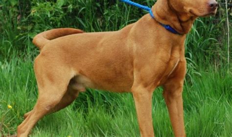 Clancy 4 Year Old Male Hungarian Vizsla Cross Labrador Dog For Adoption