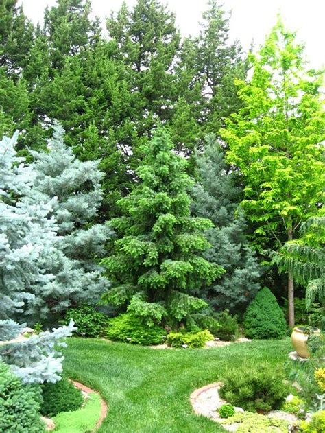 Large containers can handle tall, ornamental and evergreen trees. 234 best Plants & Trees for the Landscape images on ...