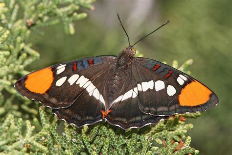 Arizona Sister Butterfly Size Photographs Characteristics