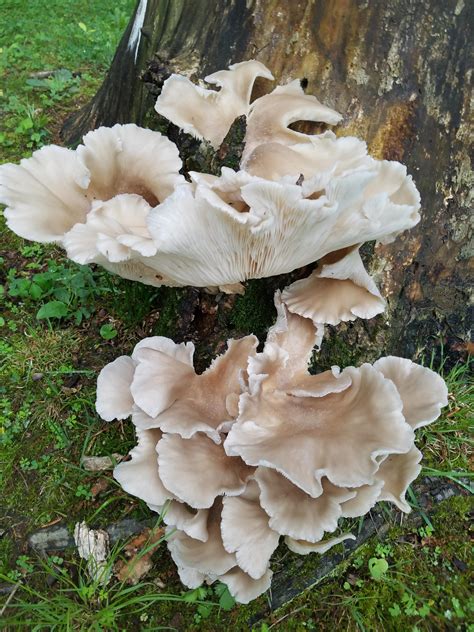 Id From Northern Virginia Mushrooms