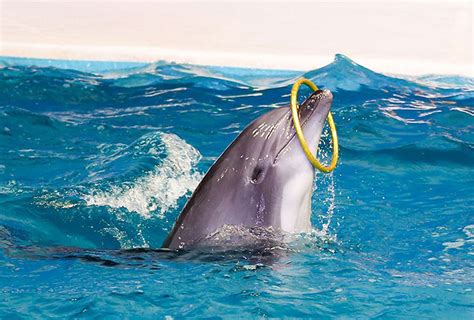 Dubai Dolphinarium Dolphin And Seal Show Dolphin And Seal Show Dubai