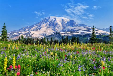 Mount Rainier National Park Wildflower Bloom