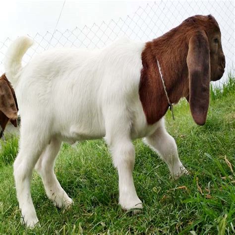 Boer Goats Full Blood Boer Goat Healthy Pregnant And Non Pregnant Boer