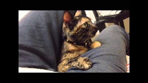 My Cat Meows When Squeezed YouTube