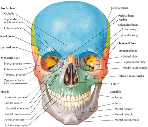 Human Skull Bones Diagram