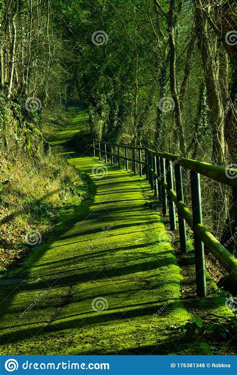 Footpath Covered With Bright Green Moss And A Wooden Fence Casting