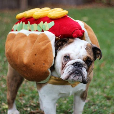 15 Super Fun Halloween Bulldog Costumes