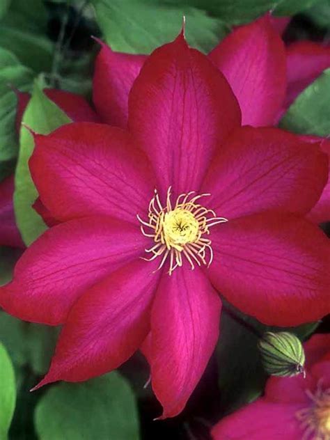 Ever blooming clematis flowering vine. Clematis Bourbon -- Bluestone Perennials | Clematis plants ...