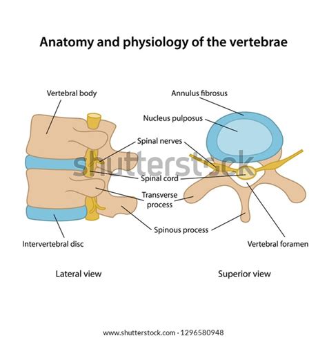 Anatomy Physiology Vertebrae Human Vertebrae Superior Stock Vector