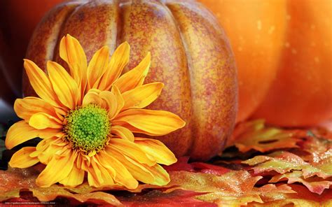Download Fall Pumpkin Display With By Michaelgraham Pumpkin And