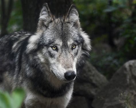 Wolf, any of two species of wild doglike carnivores. Czech Republic | Chances with Wolves | ARC2020