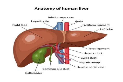What Is Liver Disease Signs And Symptoms Causes Diagnosis Treatment