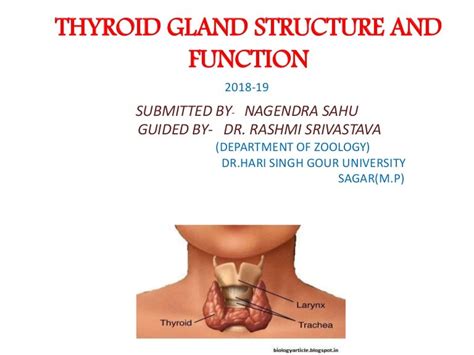 Thyroid Gland Structure And Function