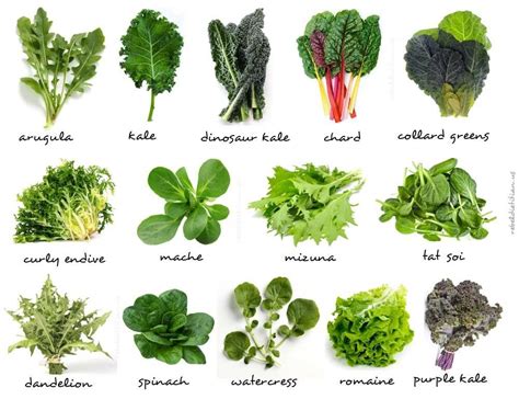 Leafy green vegetables are great blood builders, and when you build healthy blood you build a healthy body. Pin by Lisa Godwin on Food | Green leafy vegetable, Leafy ...