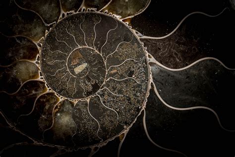 Artifacts And Fossils Photography Bgreene Photography Brenan Greene