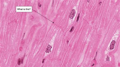 Histology Circulatory System Flashcards Quizlet