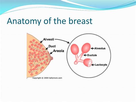 Ppt Human Breast Milk Powerpoint Presentation Free Download Id4268116