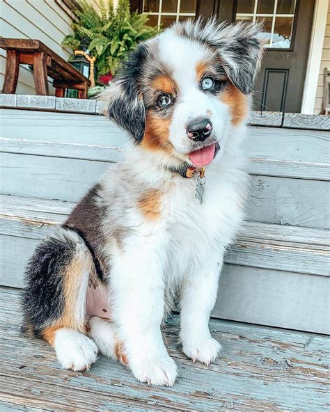 15 Interesting Facts About Australian Shepherds Page 3 Of 5 The Dogman