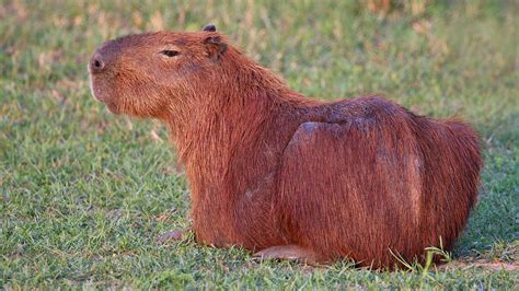 Capybara Pet In Texas