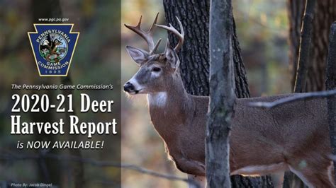 2021 Pennsylvania Deer Harvest Tops 400000 Big Deer