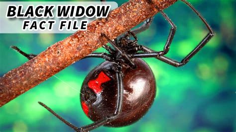Black Widow Facts They Probably Wont Kill You 🕷️ Animal Fact Files