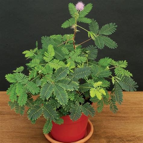 How To Grow Mimosa Pudica Care And Growing Sensitive Plant