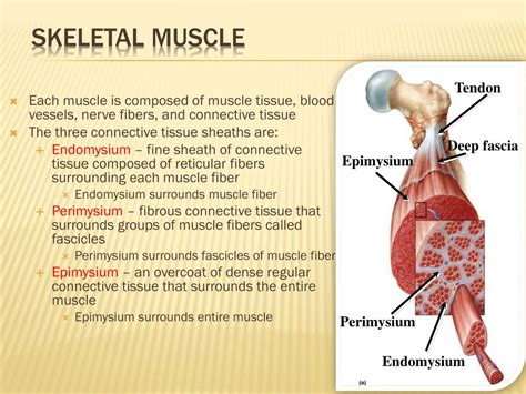 Ppt Introduction To Muscle Powerpoint Presentation Free Download