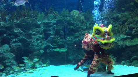 Traditional lion dance ground performance. Underwater Lion Dance at Aquaria KLCC (CNY 2016) - YouTube